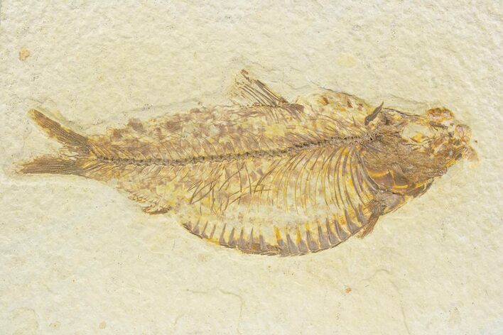 Detailed Fossil Fish (Knightia alta) - Wyoming #373668